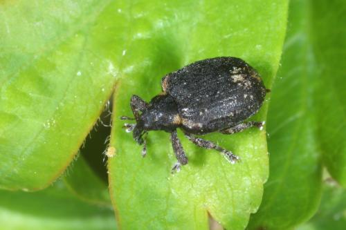Stereonychus fraxini